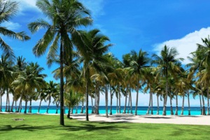 a group of palm tress in the beach under the bright blue sky