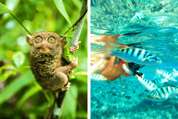 tarsier hanging on a branch on the left, fishes underwater on the right