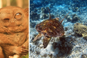 philippines tarsier on the left and a turtle under water on the right