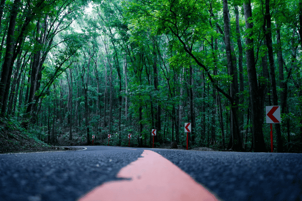 paved road surrounded by trees with lots of green on the background. man-made forest one of the popular bohol tourist spots