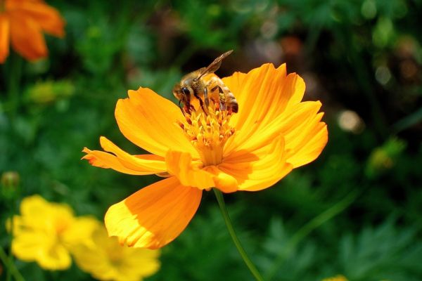 a bee pollinating a bright yellow flower