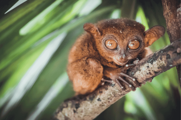 a bohol tarsier on a branch looking straight at the camera wide eyed