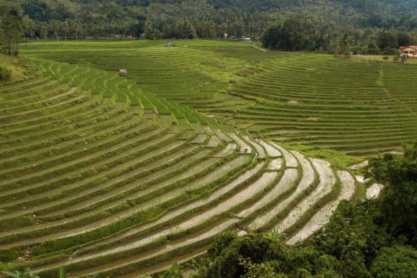 2 sets of rice terraces green with crops
