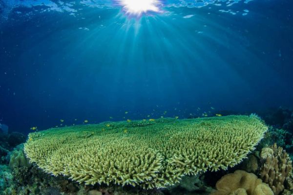 a huge round coral reef under the blue sea with the sun's rays shining on it