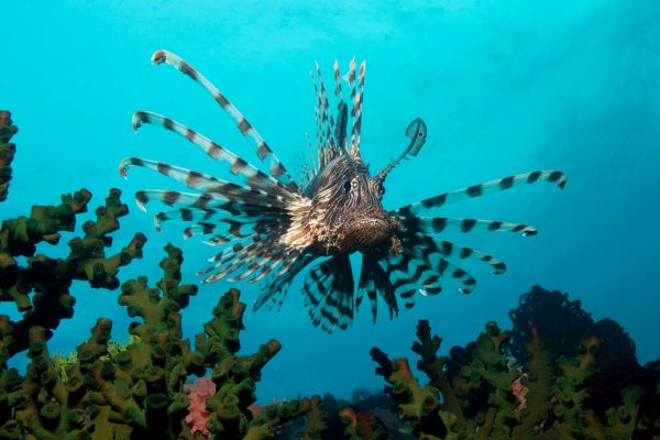 lion fish under the blue sea surrounded by corals