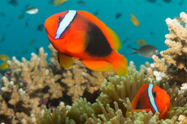 red clown fish in the ocean playing along the corals