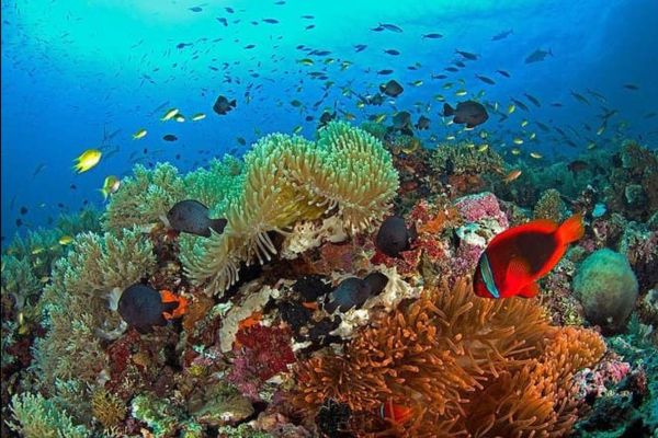 colorful corals and fishes under the blue sea