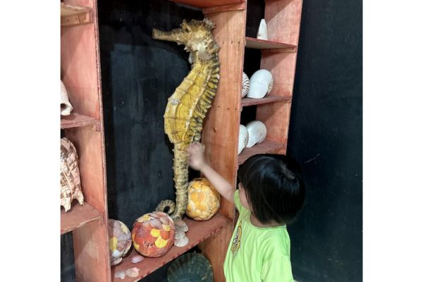a small girl infront of shelves with different shells looking at a shell shaped like a seahorse