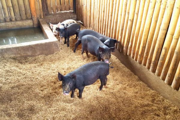 4 black piglets in the pig pen with rice hulls as floor bedding